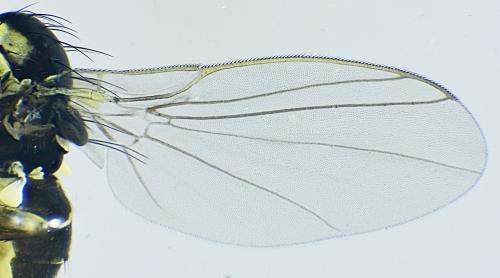 Réf. 318 466 : Phytomyza rufipes